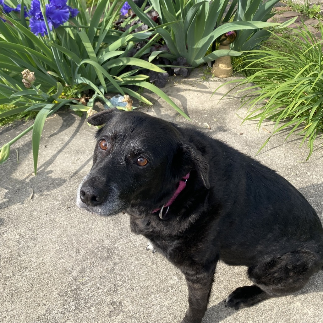 Sweetie ($0 June Adoption Promo)