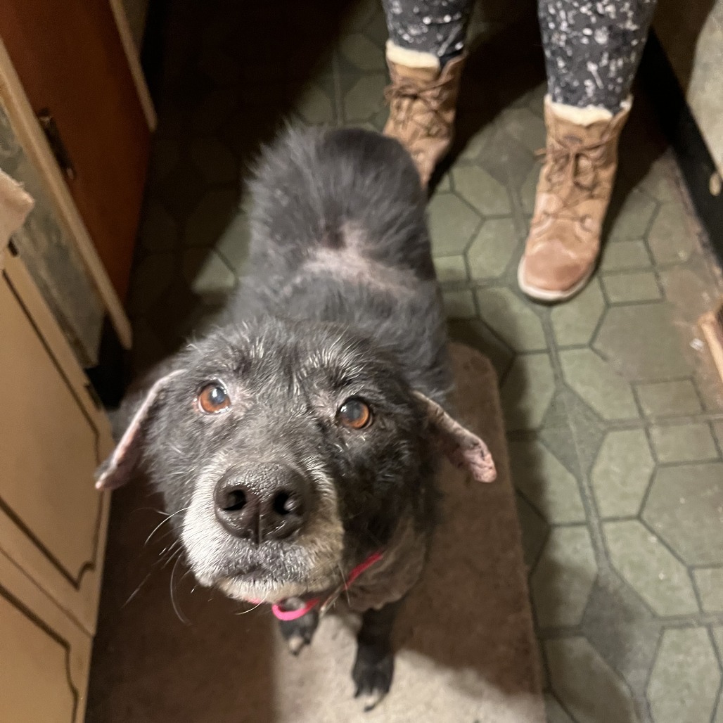 Sweetie ($0 June Adoption Promo)