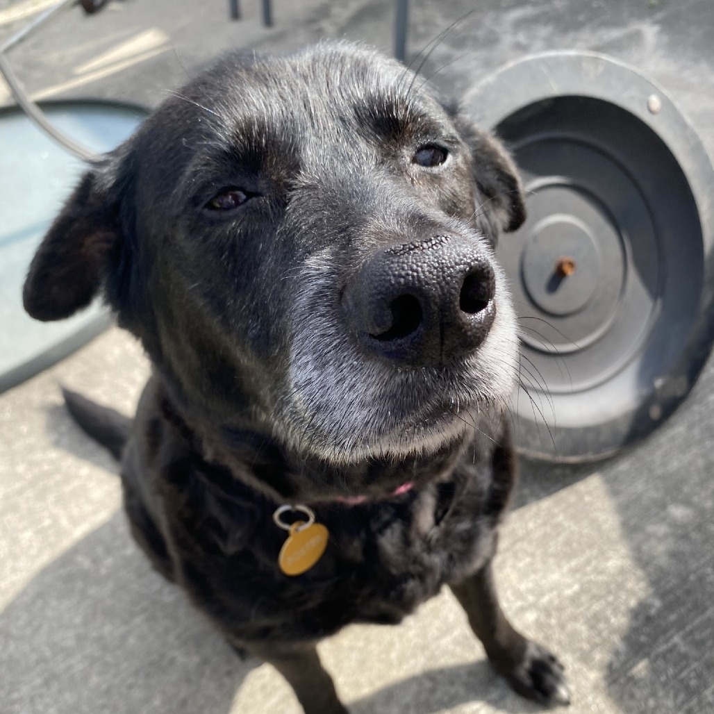 Sweetie ($0 June Adoption Promo)