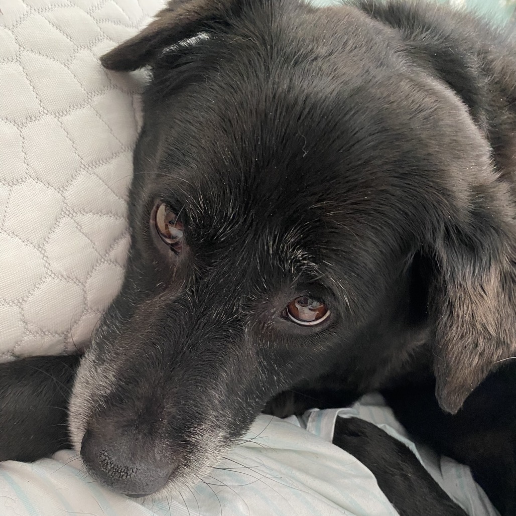 Sweetie ($0 June Adoption Promo)