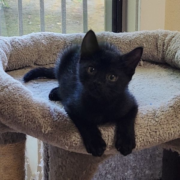 Pet Image
