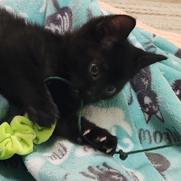 Pet Image