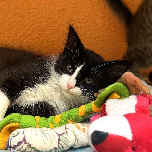 Pet Image