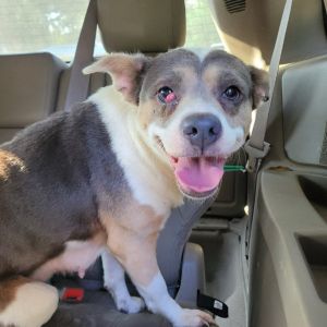 Ladybug Mixed Breed Dog