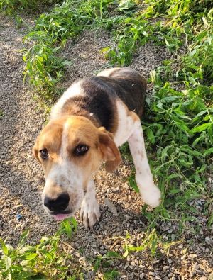 Chippy, Adult Male Coonhound