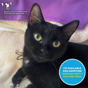 Caterine the Great, Young Female Domestic Short Hair