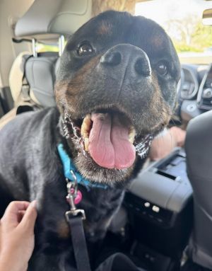 Ace (prev Oogie Boogie, Adult Male Rottweiler