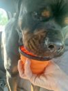 Ace (prev Oogie Boogie photo 4