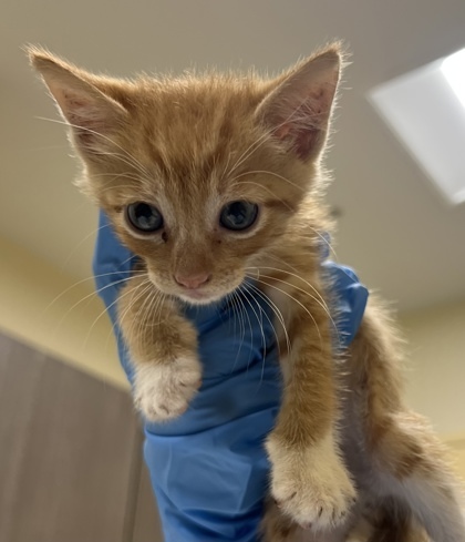 Pet Image