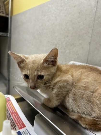 Pet Image