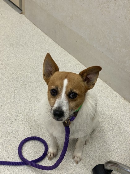 Spanky, an adoptable Terrier, Mixed Breed in Honolulu, HI, 96826 | Photo Image 2