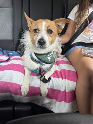 Spanky, an adoptable Terrier, Mixed Breed in Honolulu, HI, 96826 | Photo Image 3