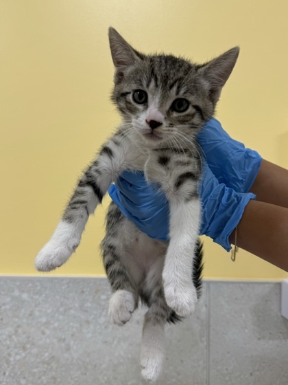 Pet Image