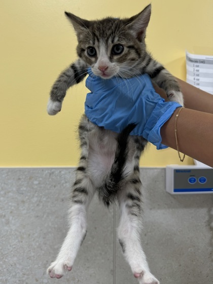 Pet Image