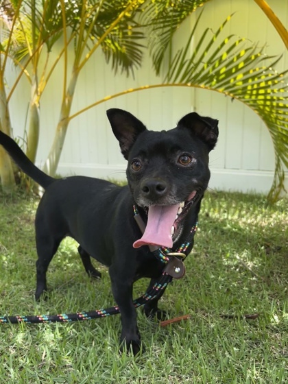 Shadow, an adoptable Terrier, Mixed Breed in Honolulu, HI, 96826 | Photo Image 1