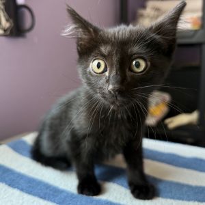 Radio Domestic Short Hair Cat