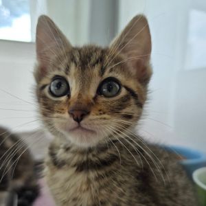 Dan Domestic Short Hair Cat