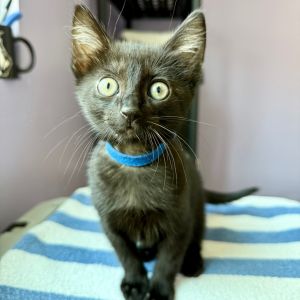 Walkman Domestic Short Hair Cat