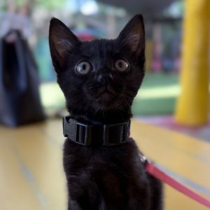 Vinyl Domestic Short Hair Cat