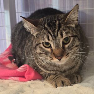 Japan Domestic Short Hair Cat