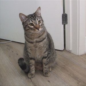 Japan Domestic Short Hair Cat