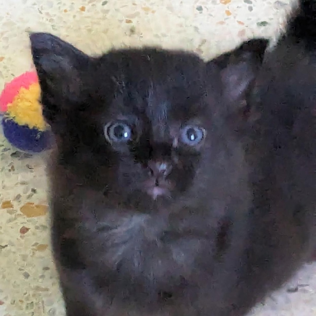 Licorice