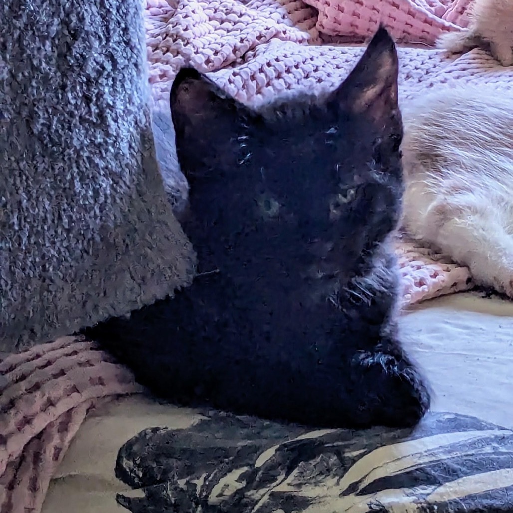 Licorice