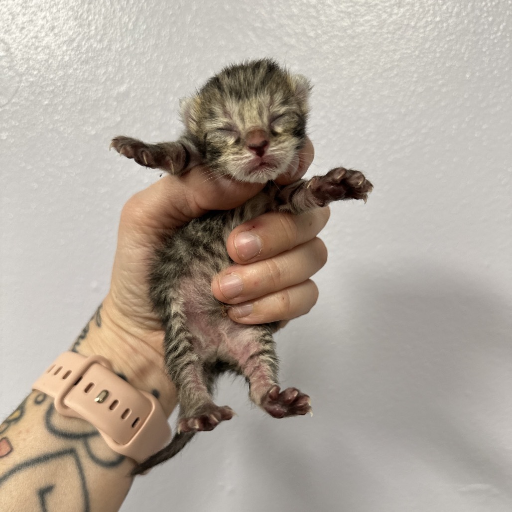 Ozzy