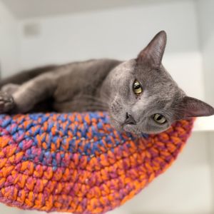 Eeyore, Adult Male Russian Blue