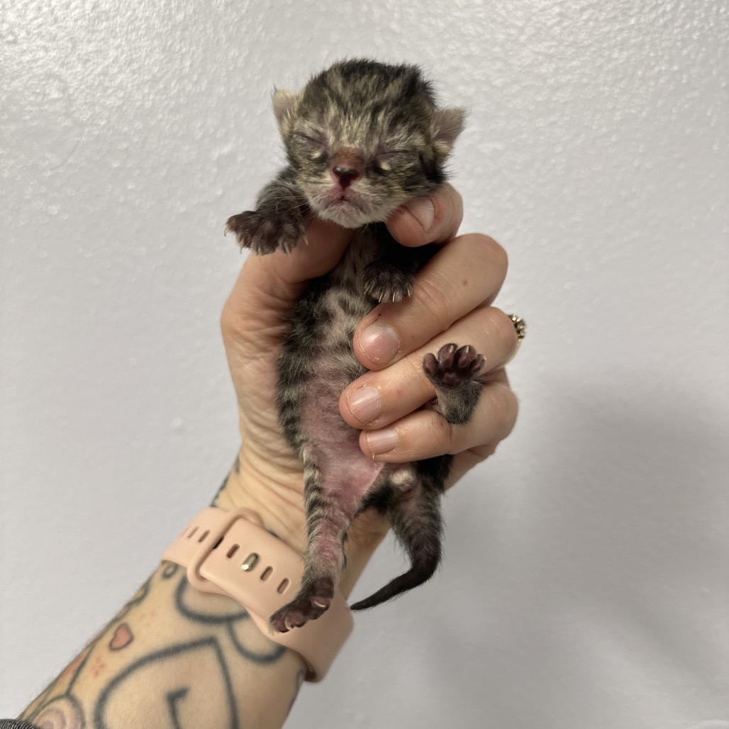 Chloe