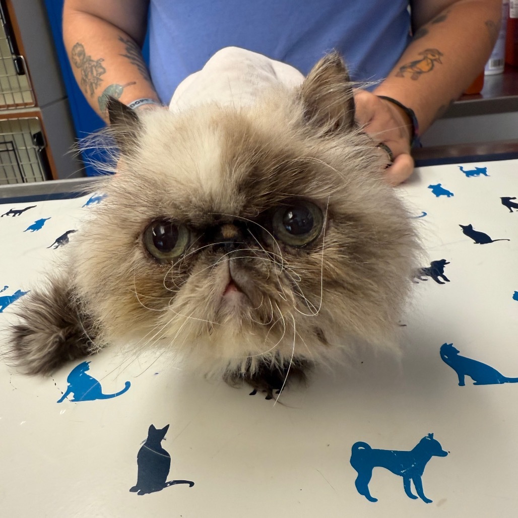 Ali, an adoptable Himalayan in Port Richey, FL, 34668 | Photo Image 1