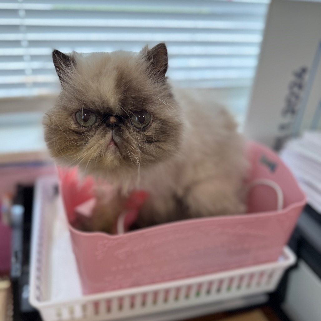 Ali, an adoptable Persian in Port Richey, FL, 34668 | Photo Image 1