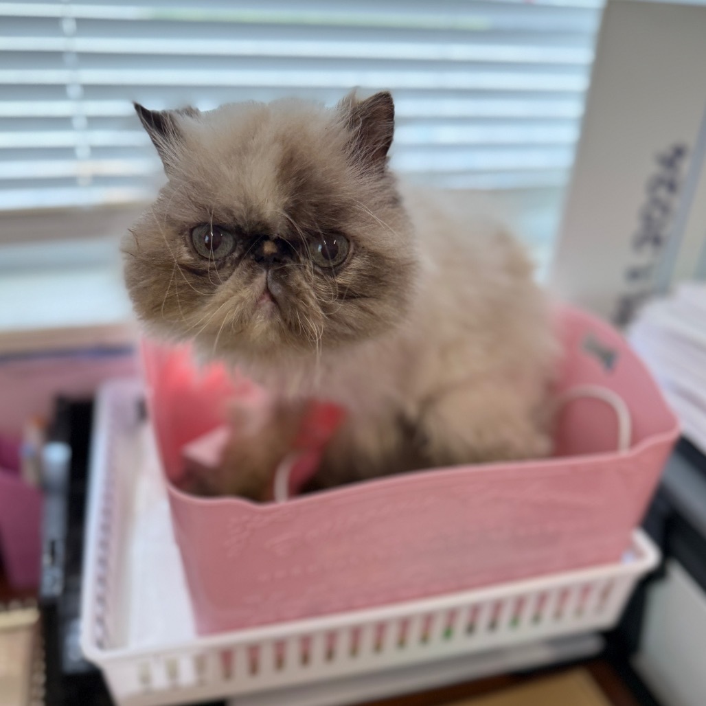Ali, an adoptable Persian in Port Richey, FL, 34668 | Photo Image 3