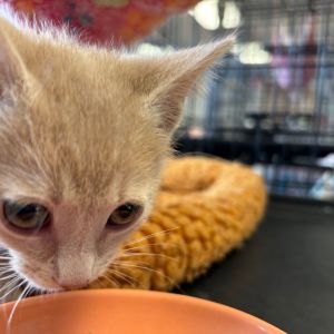 Angel, Baby Female Domestic Short Hair