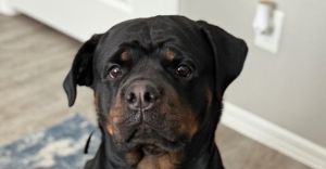 Kona