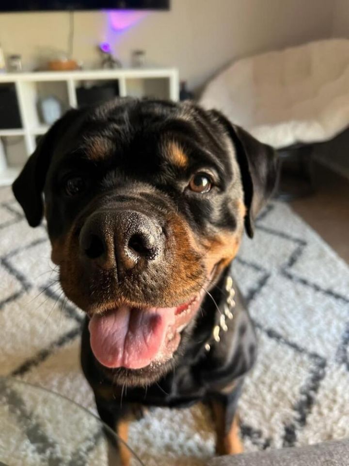 Kona 4