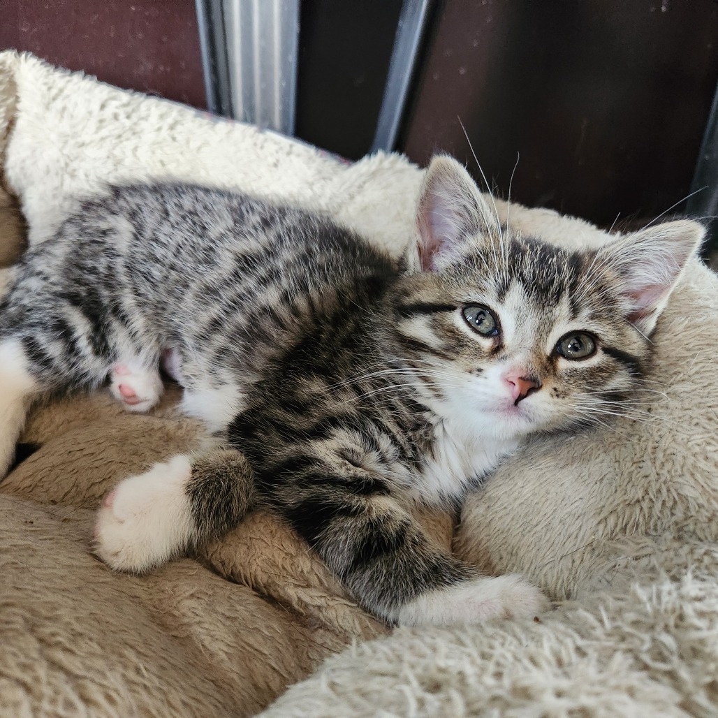 Nala