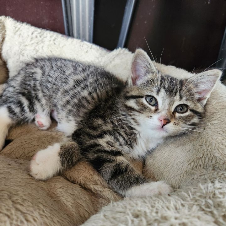 Nala 1