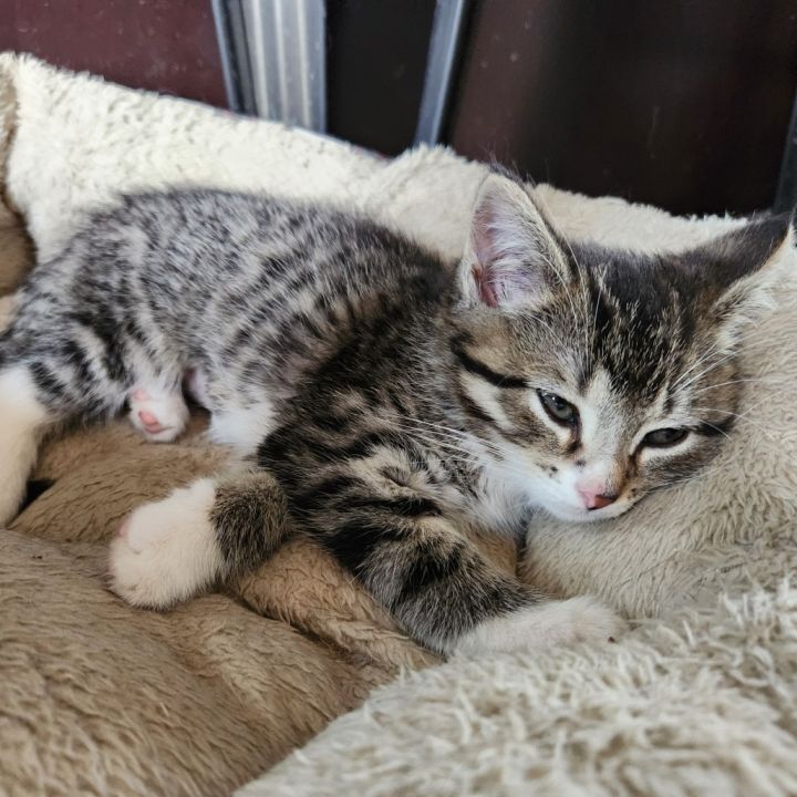 Nala 2