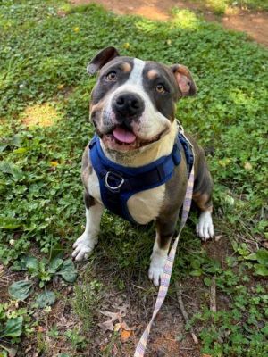 Moo Deng Pit Bull Terrier Dog