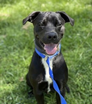 Blaze Labrador Retriever Dog