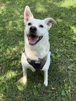 Gilberto Shepherd Dog