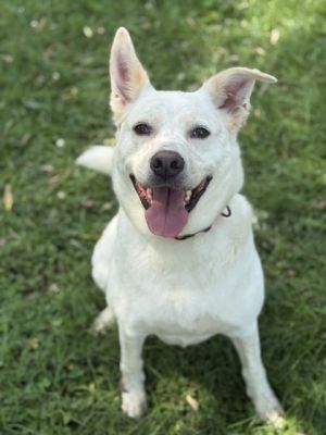 Gilberto is a shy little guy who needs someone who can let him warm up slowly If you show him