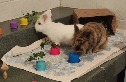 Turnip (& Oboe) 2