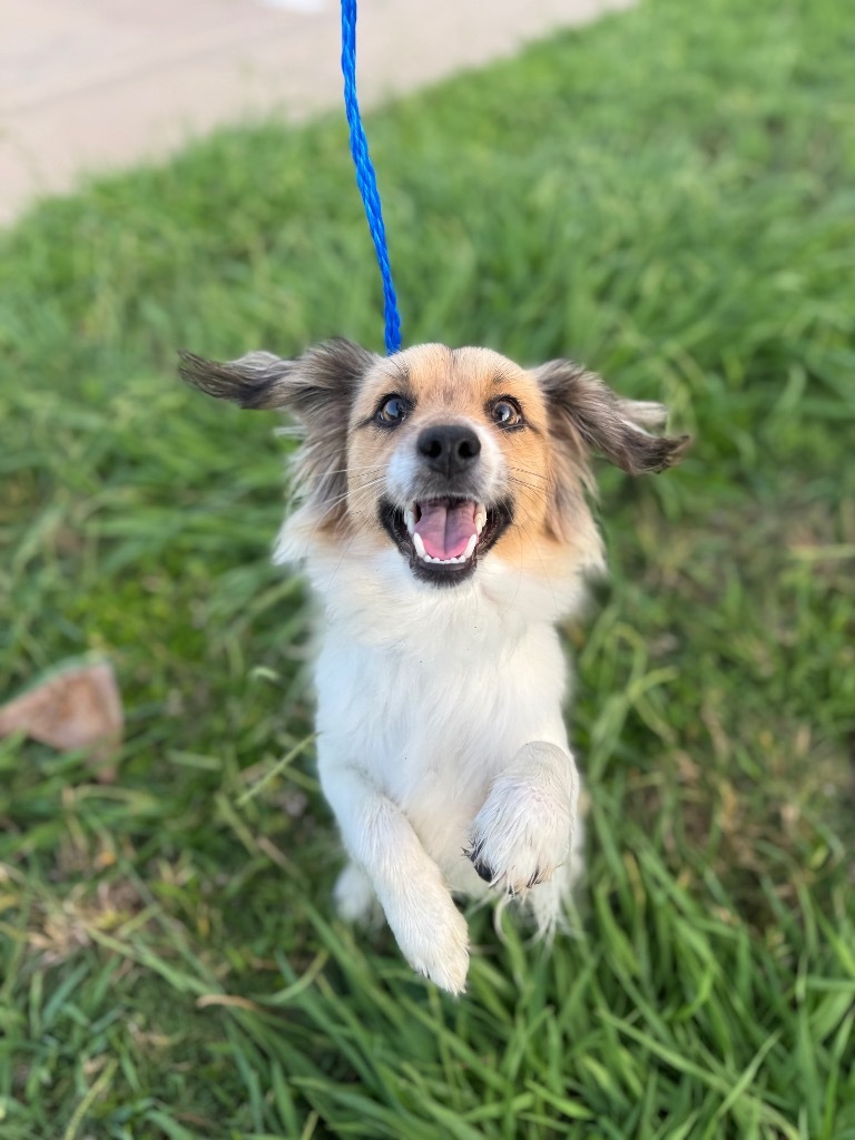 BESTIE, an adoptable Papillon, Mixed Breed in Belton, TX, 76513 | Photo Image 1