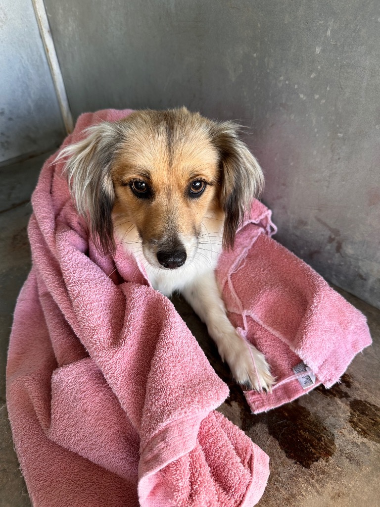 BESTIE, an adoptable Papillon, Mixed Breed in Belton, TX, 76513 | Photo Image 2