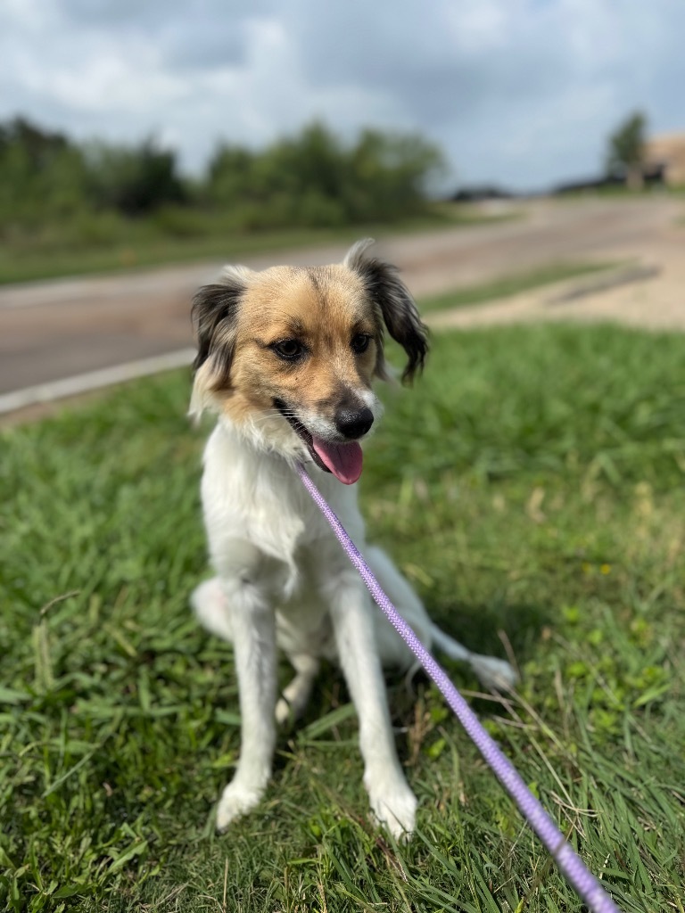 BESTIE, an adoptable Papillon, Mixed Breed in Belton, TX, 76513 | Photo Image 3