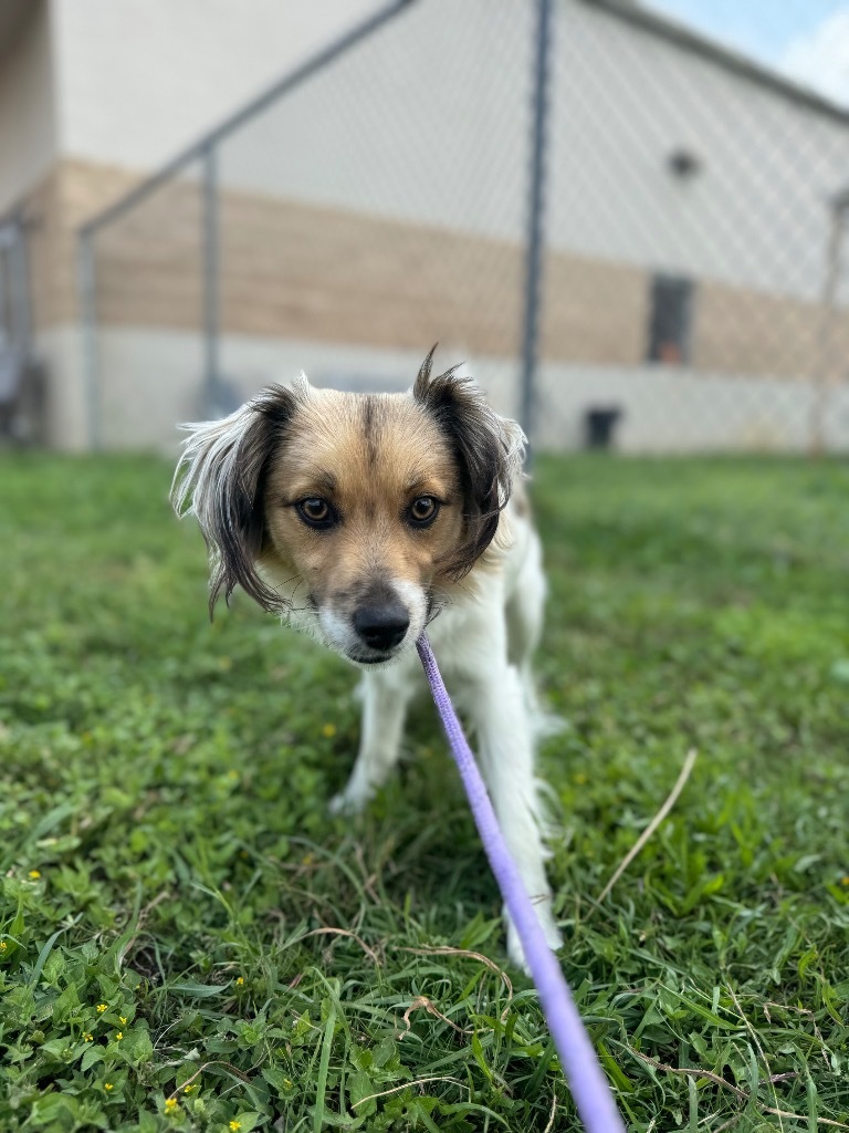 BESTIE, an adoptable Papillon, Mixed Breed in Belton, TX, 76513 | Photo Image 4