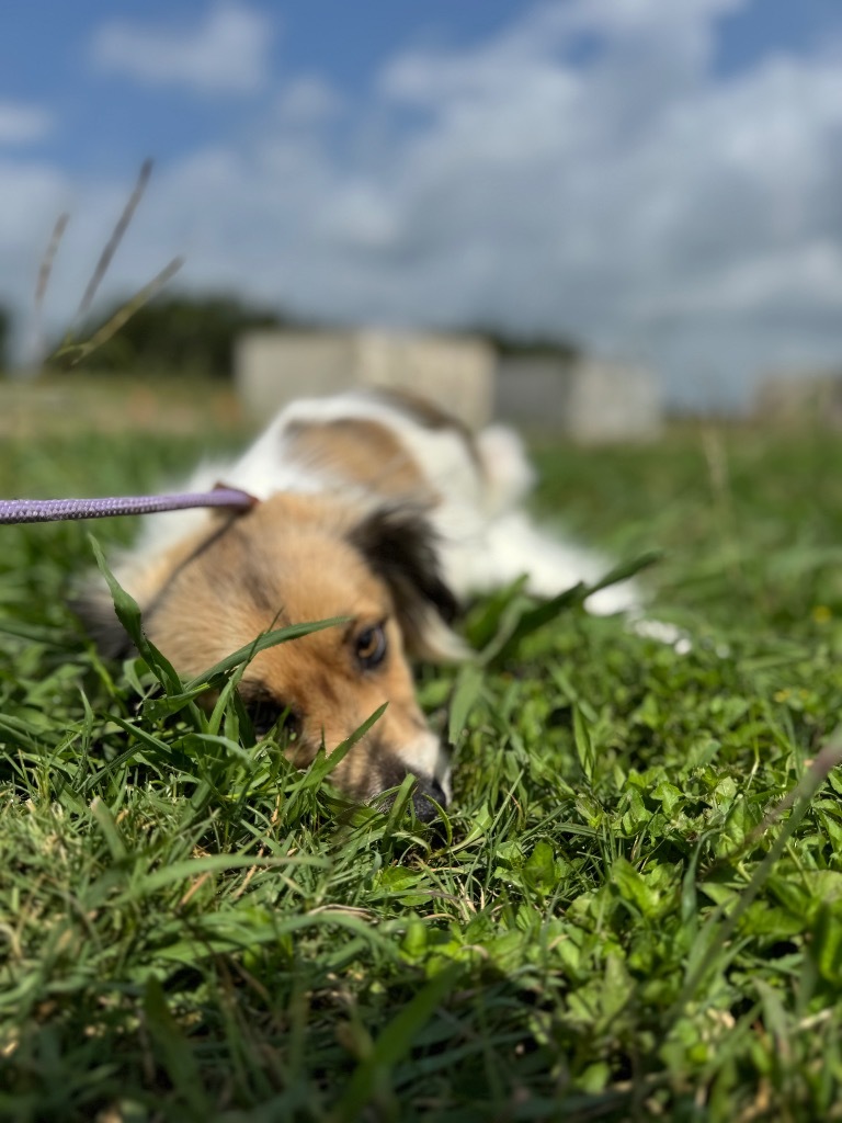 BESTIE, an adoptable Papillon, Mixed Breed in Belton, TX, 76513 | Photo Image 5