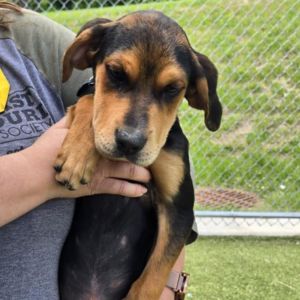Cami, Baby Female Hound